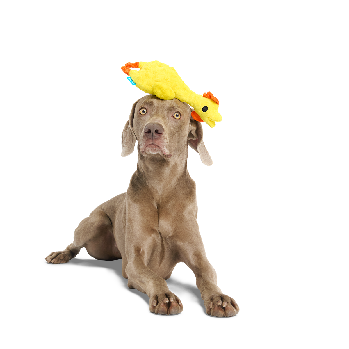 Fozziwig’s Rubber Chicken