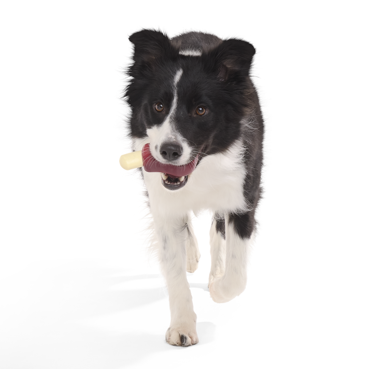 Porkchomp Super Chewer Durable Gnaw Dog Toy