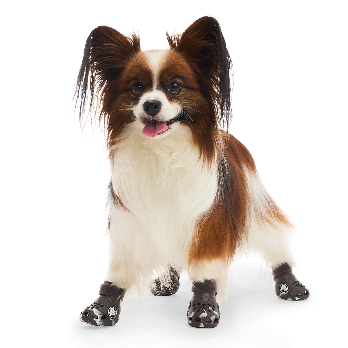 Crocs™ Shoes For Dogs#Color_Espresso