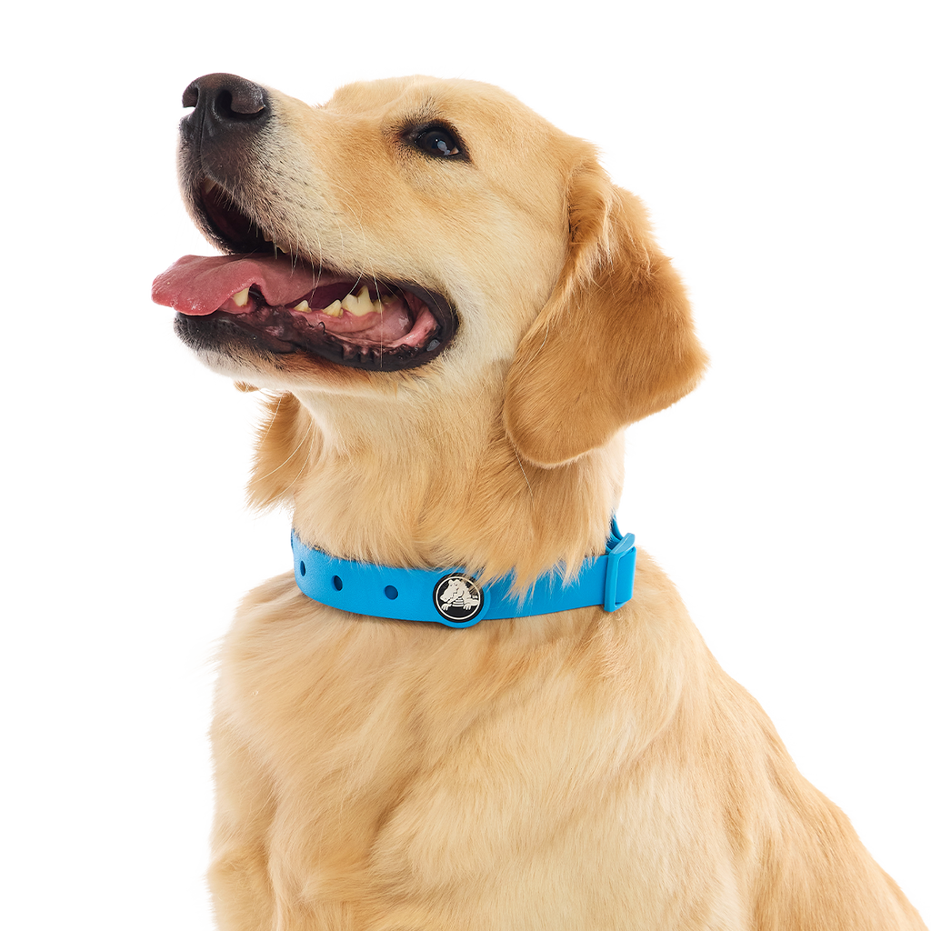 Crocs™ for Dogs Collar