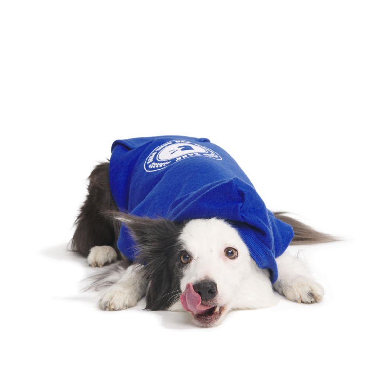 Bark to School Hoodie