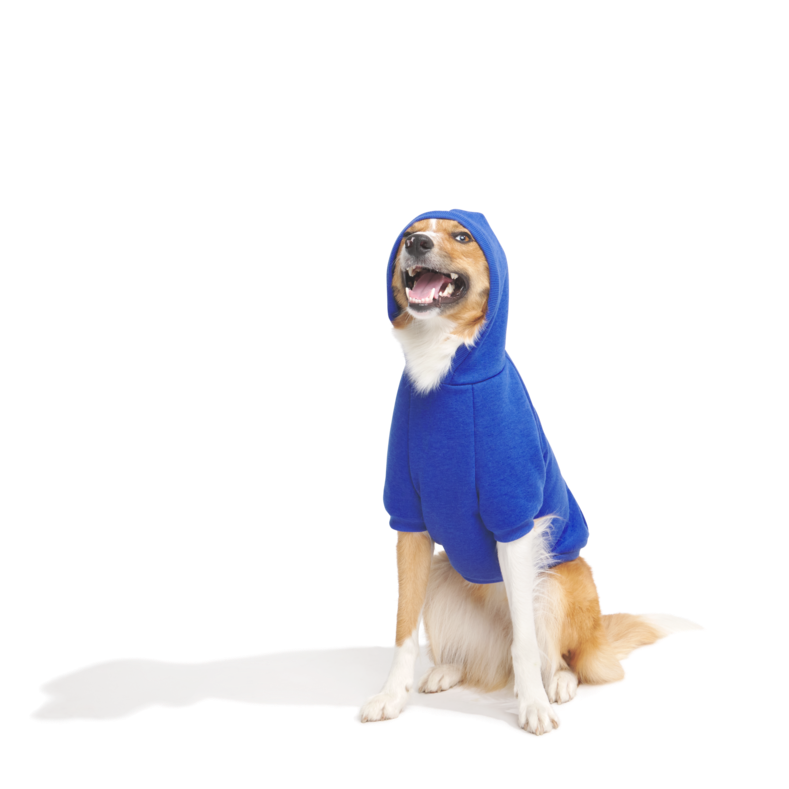 Bark to School Hoodie