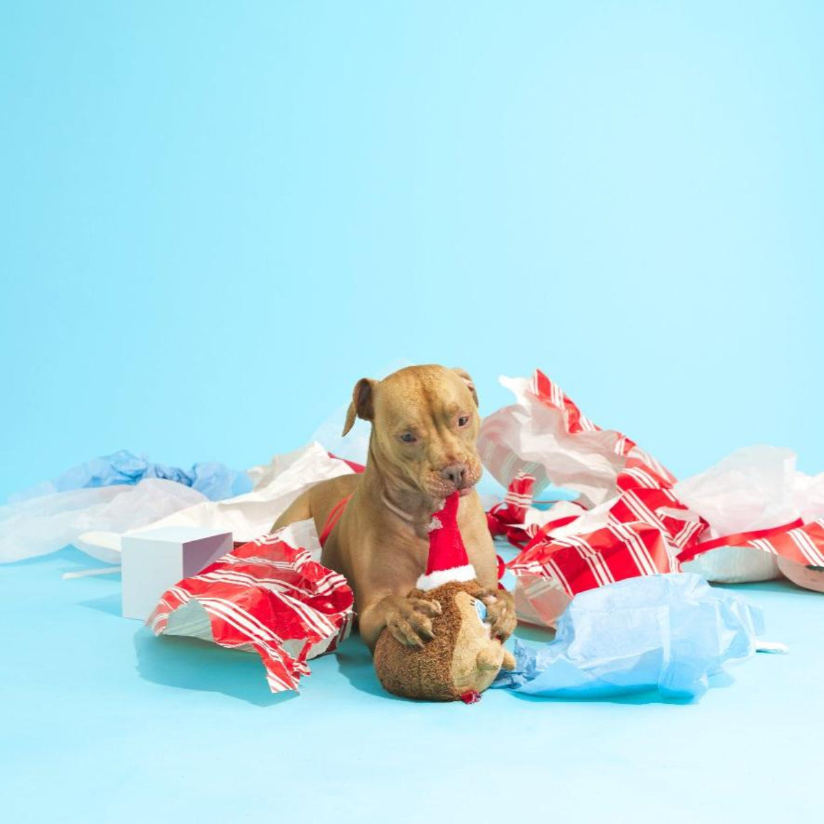 Hedge on a Ledge Plush Dog Toy