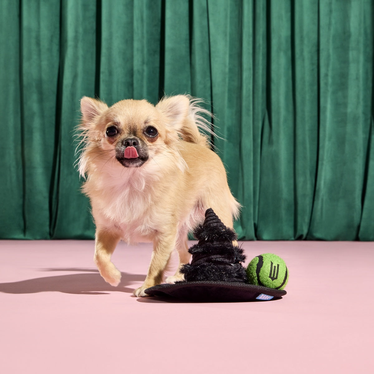 Elphaba's Ozdust Hat Plush 2-in-1 + Fetch Dog Toy – BARK