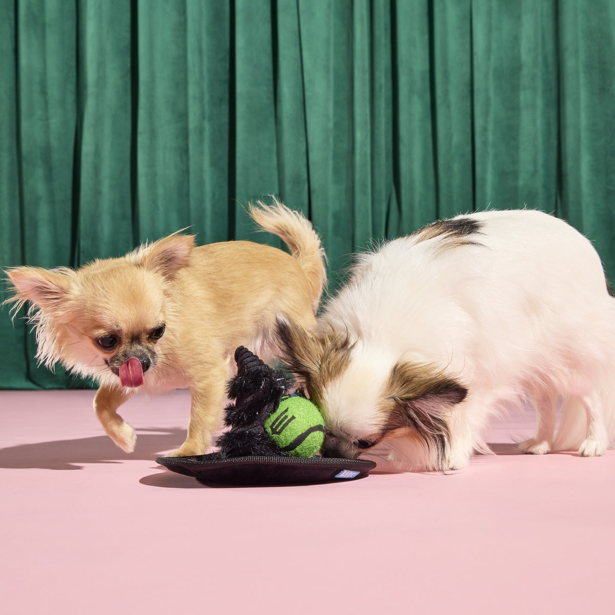 Elphaba's Ozdust Hat Plush 2-in-1 + Fetch Dog Toy – BARK