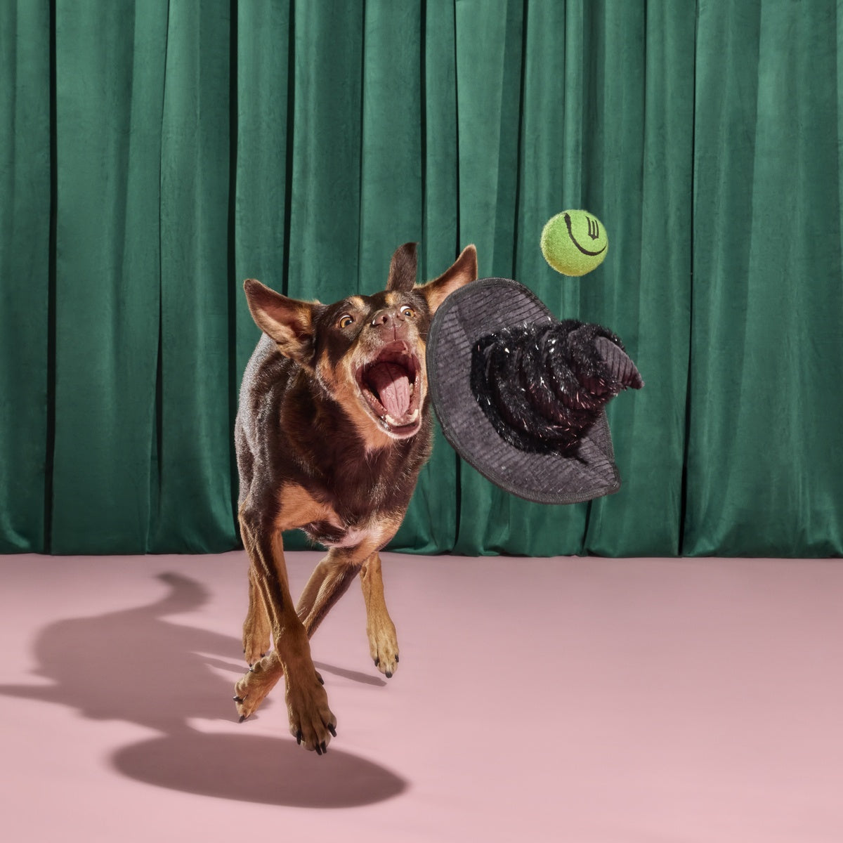 Elphaba's Ozdust Hat Plush 2-in-1 + Fetch Dog Toy – BARK