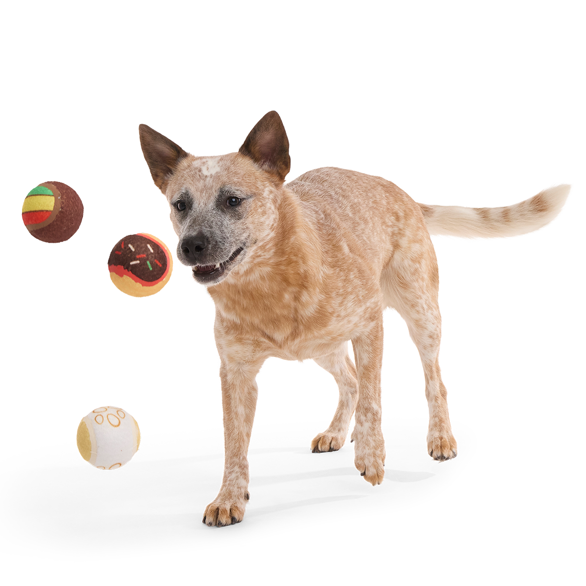 Ballscoti Cookies Plush Multi-Part Fetch Dog Toy