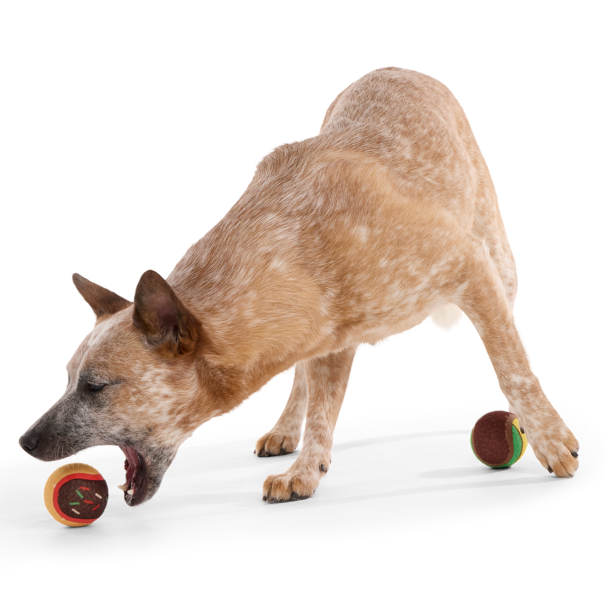 Ballscoti Cookies Plush Multi-Part Fetch Dog Toy