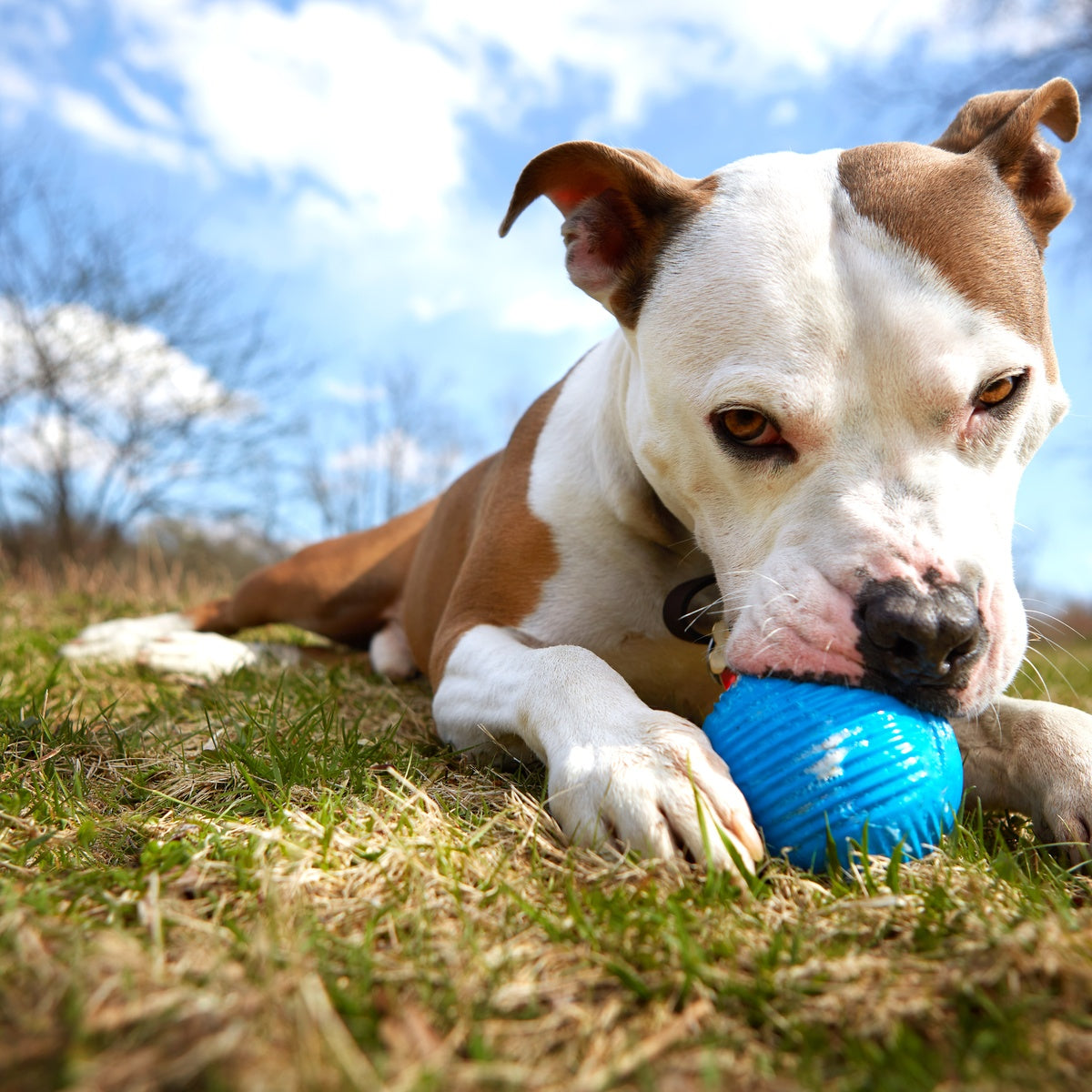 Slobber Polo Super Chewer Durable Fetch Dog Toy