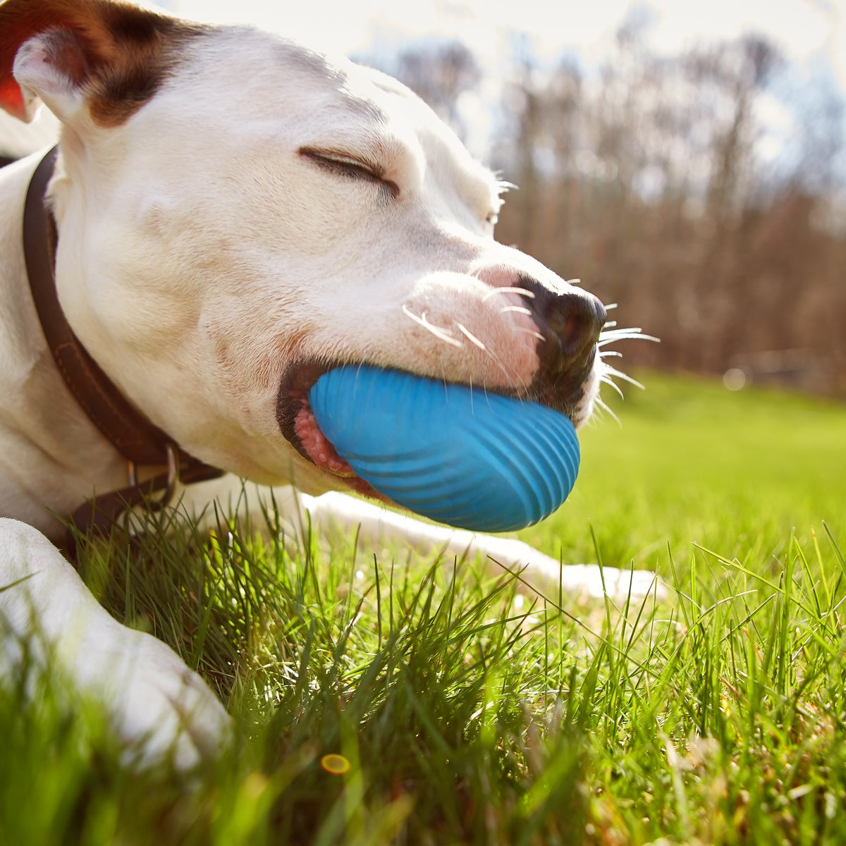 Slobber Polo Super Chewer Durable Fetch Dog Toy