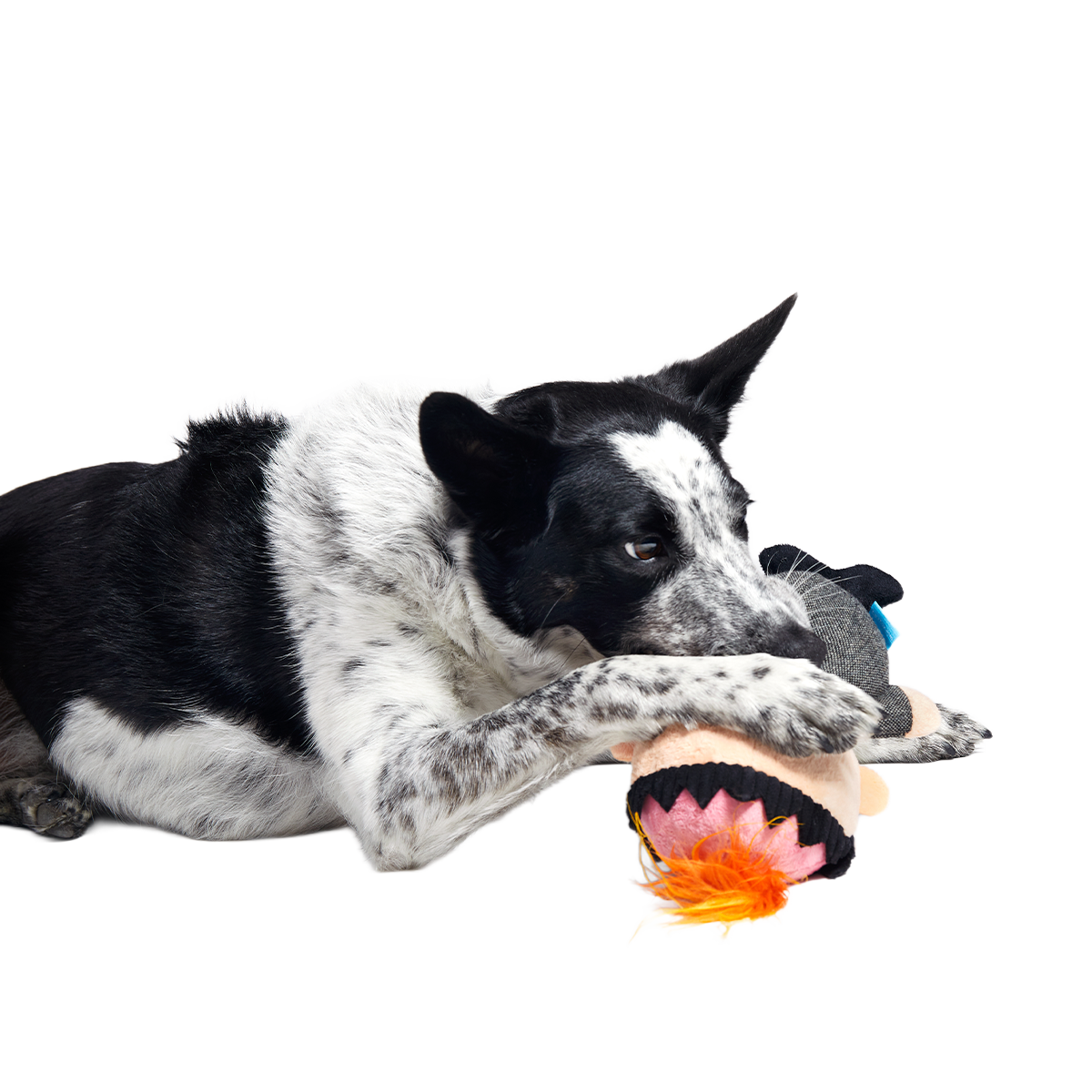 Harry Plush Tug Dog Toy