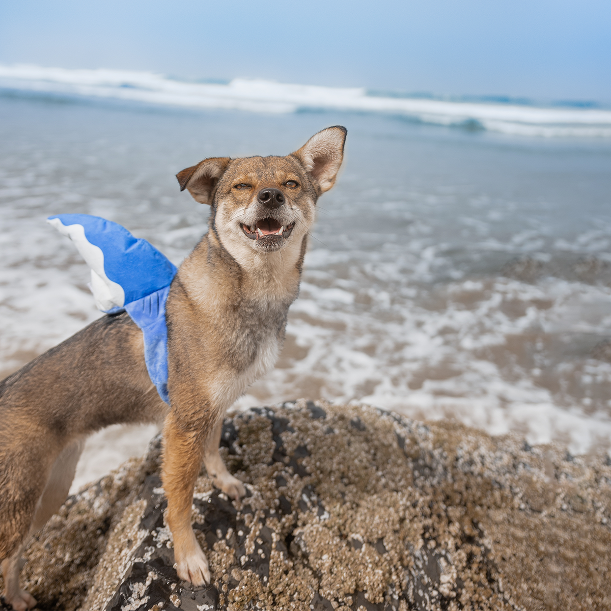Bark Fin Plush Tug + Wearable Dog Toy