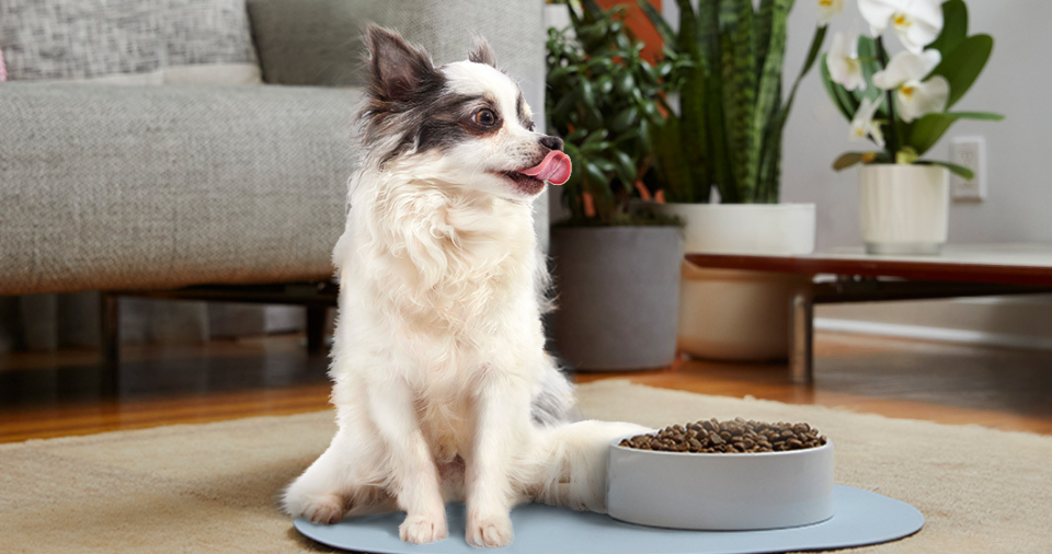 little dog licking lips next to bowl of kibble