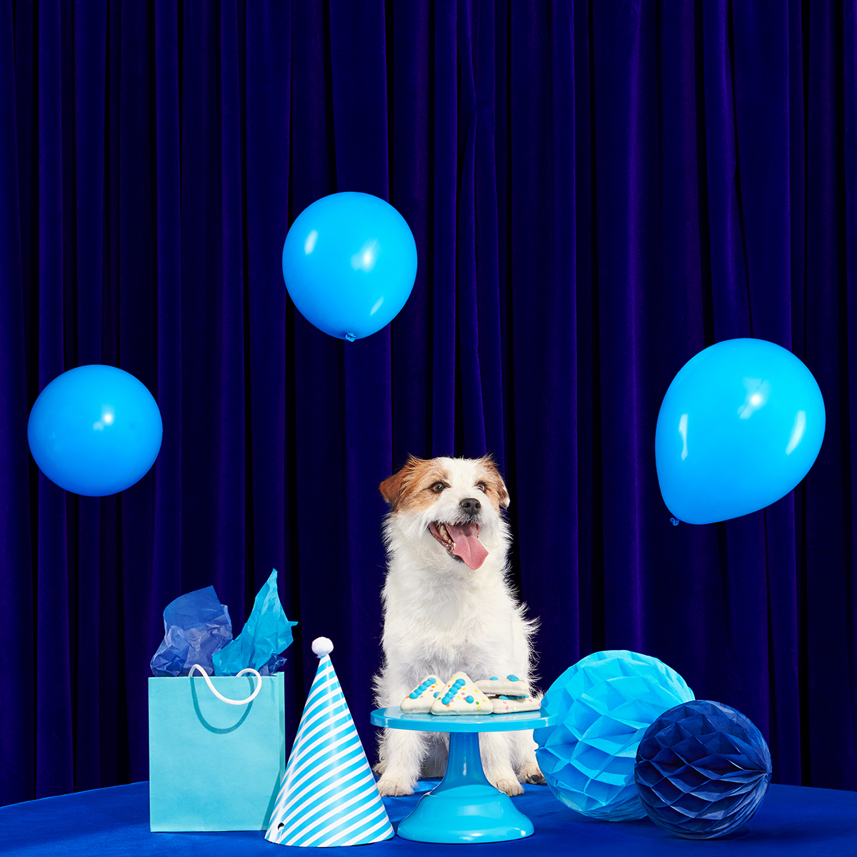 Barkday Cake Vegetarian Hard & Crunchy 6-Piece Dog Cookie