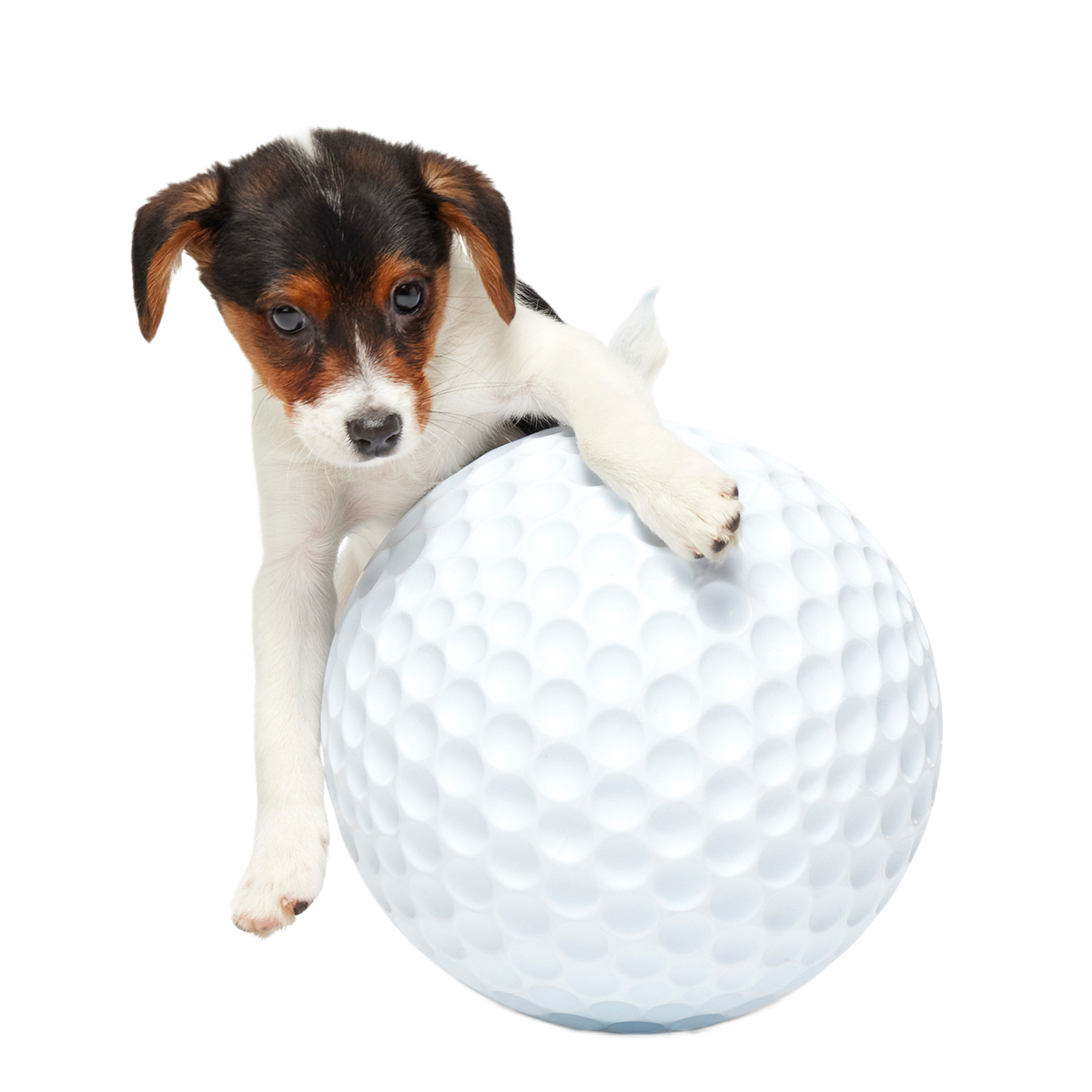 Big Swing Golf Ball Super Chewer Durable Extra-Large Fetch Dog Toy