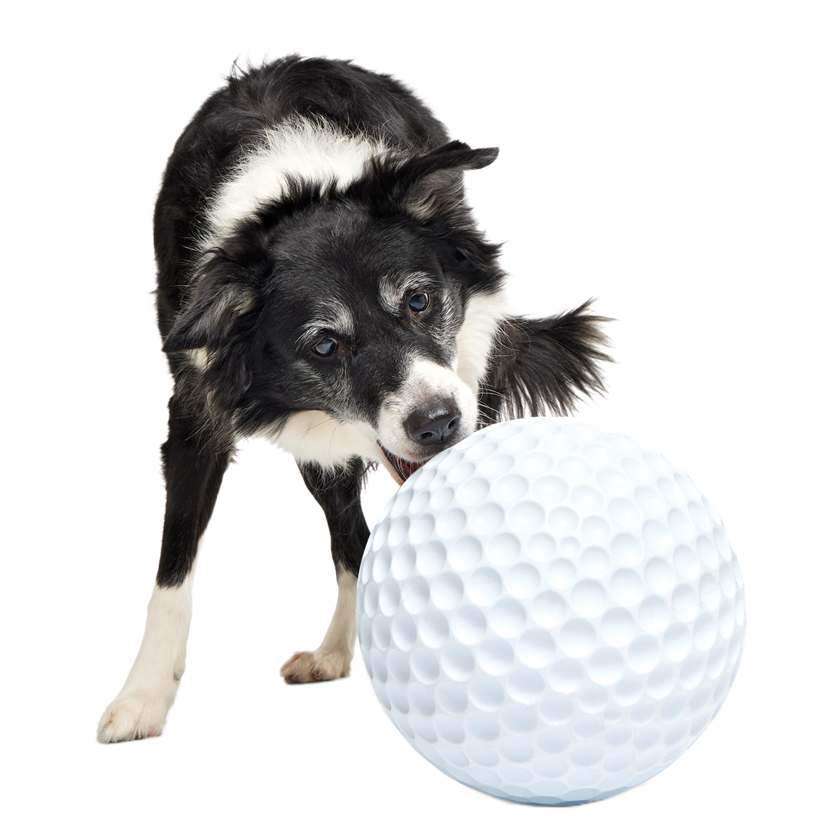Big Swing Golf Ball Super Chewer Durable Extra-Large Fetch Dog Toy