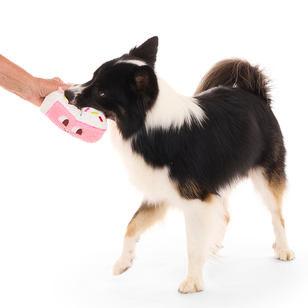 Birthday Kate Plush Tug Dog Toy