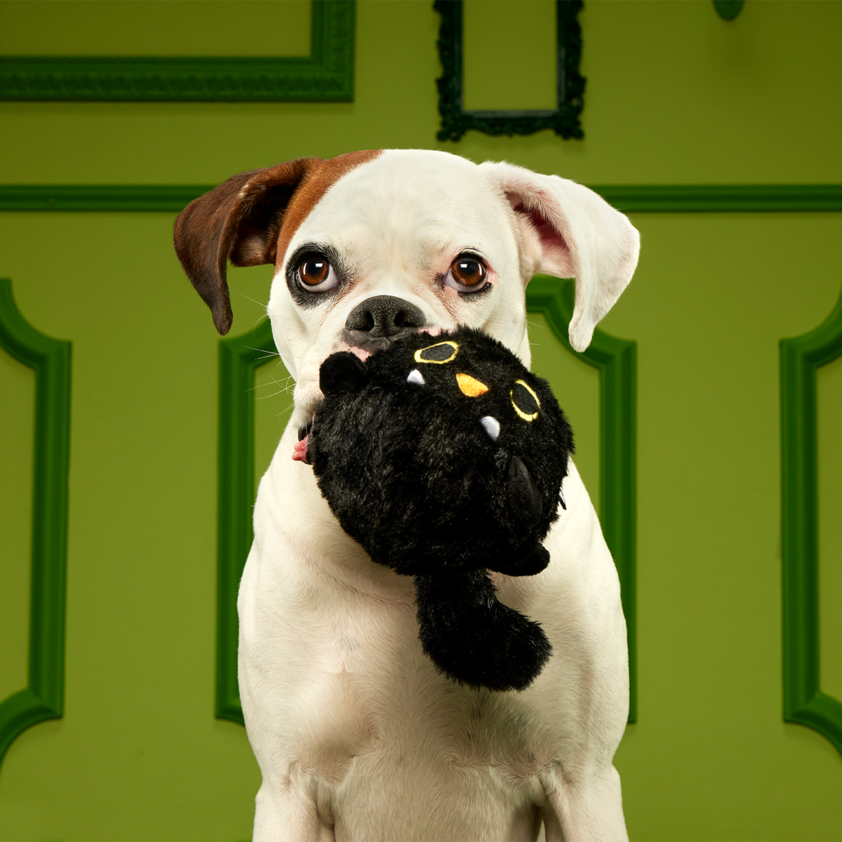 Black Alley Cat Super Chewer Durable 2-in-1 + Tug + Fetch Dog Toy