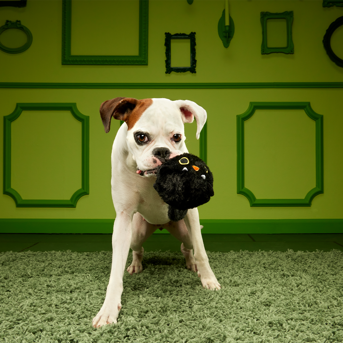 Black Alley Cat Super Chewer Durable 2-in-1 + Tug + Fetch Dog Toy