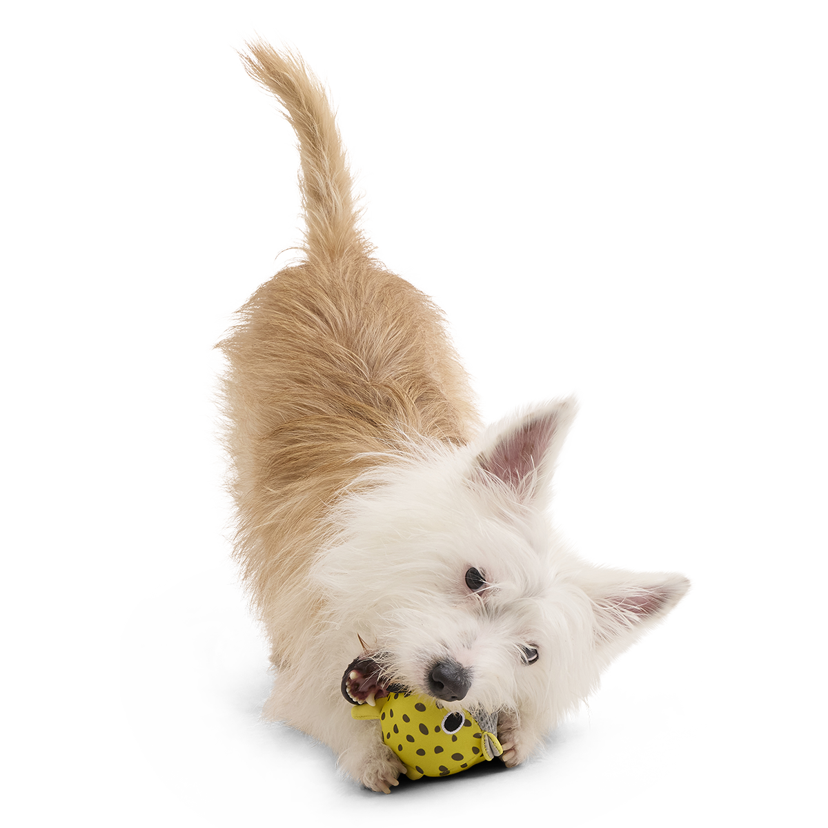 Blowfetch Super Chewer Durable 2-in-1 Fetch Dog Toy