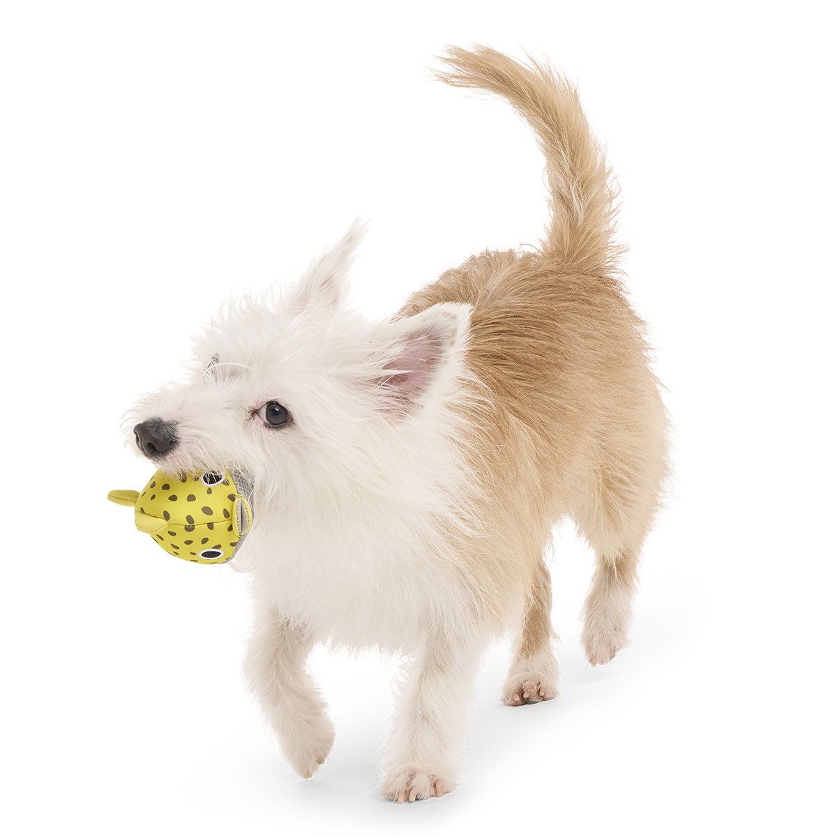 Blowfetch Super Chewer Durable 2-in-1 Fetch Dog Toy