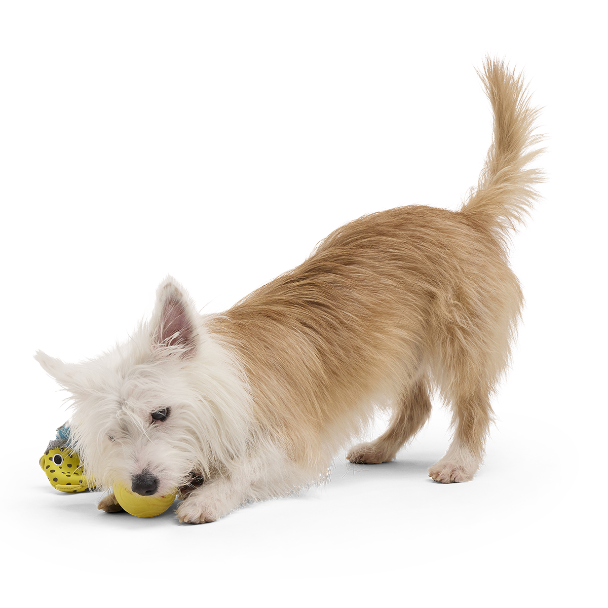 Blowfetch Super Chewer Durable 2-in-1 Fetch Dog Toy