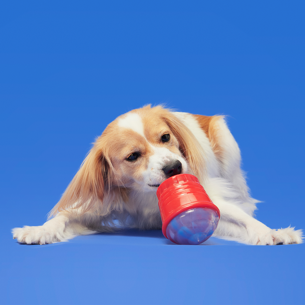 Blue Ruffberry Puppy Slushie Super Chewer Durable Engagement Dog Toy