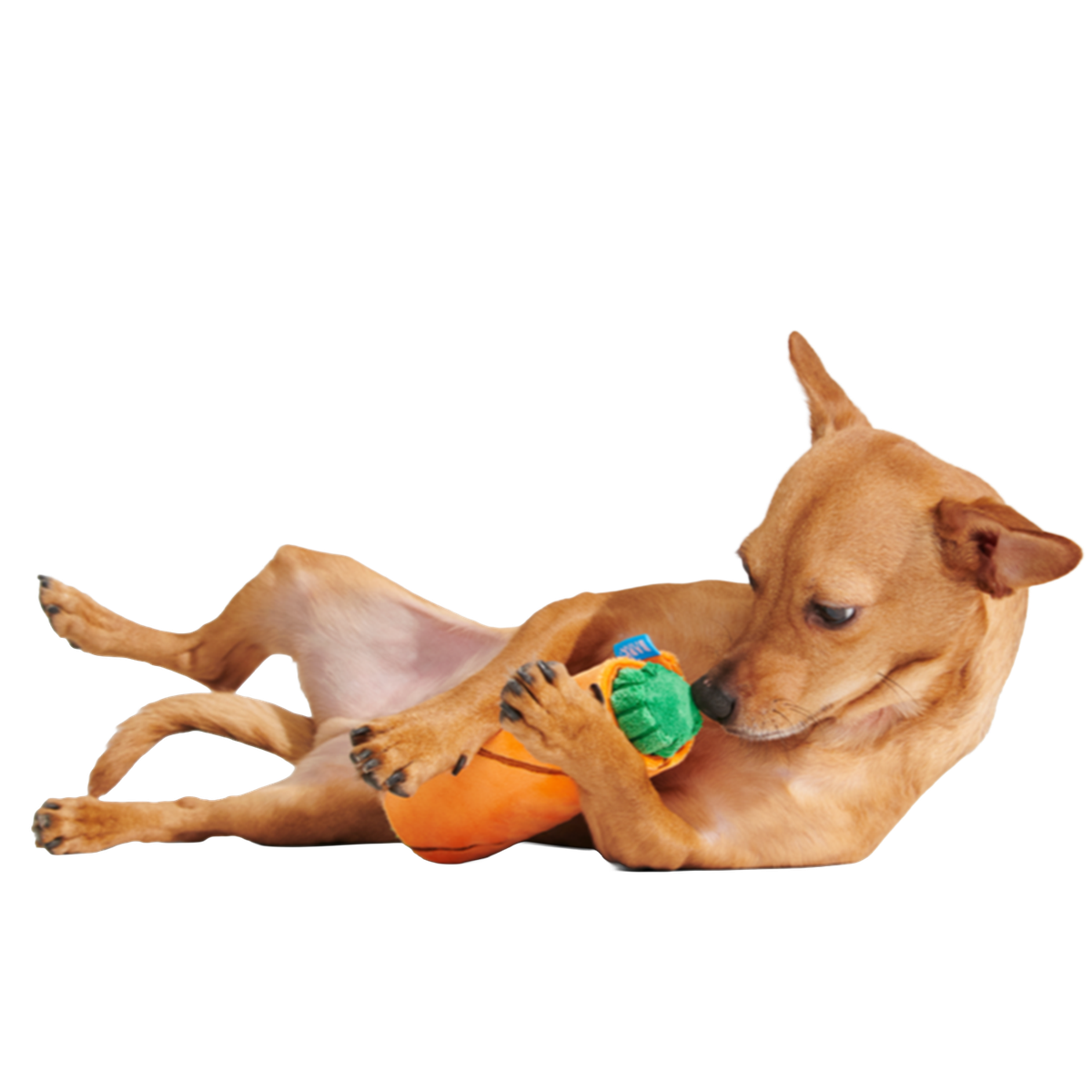 Blunt Hound Plush Enrichment Dog Toy