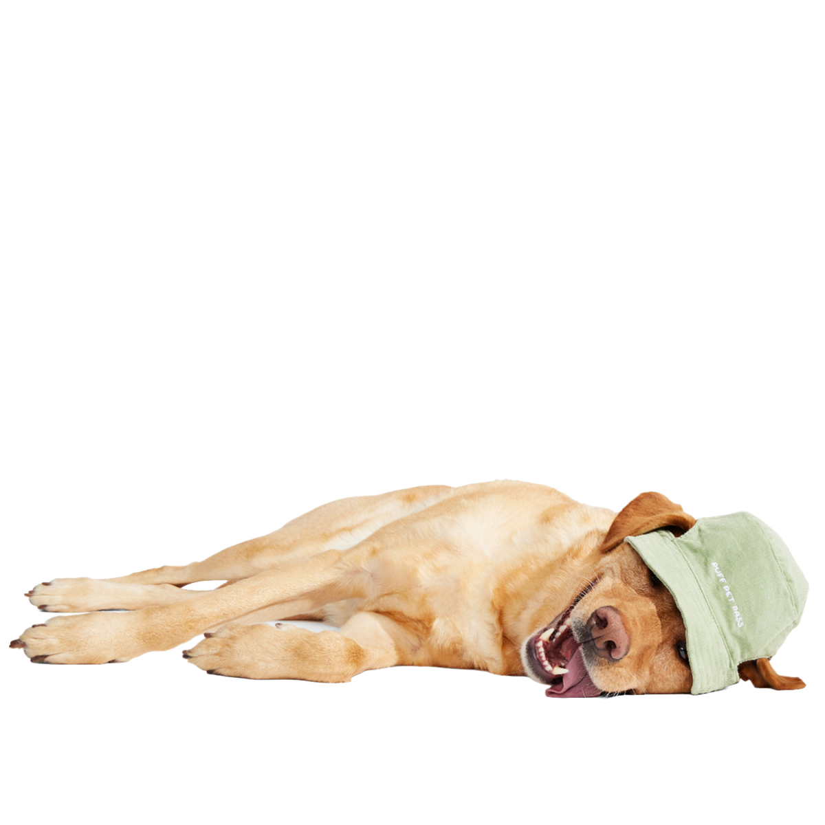 Blunt Hound Bucket Dog Hat