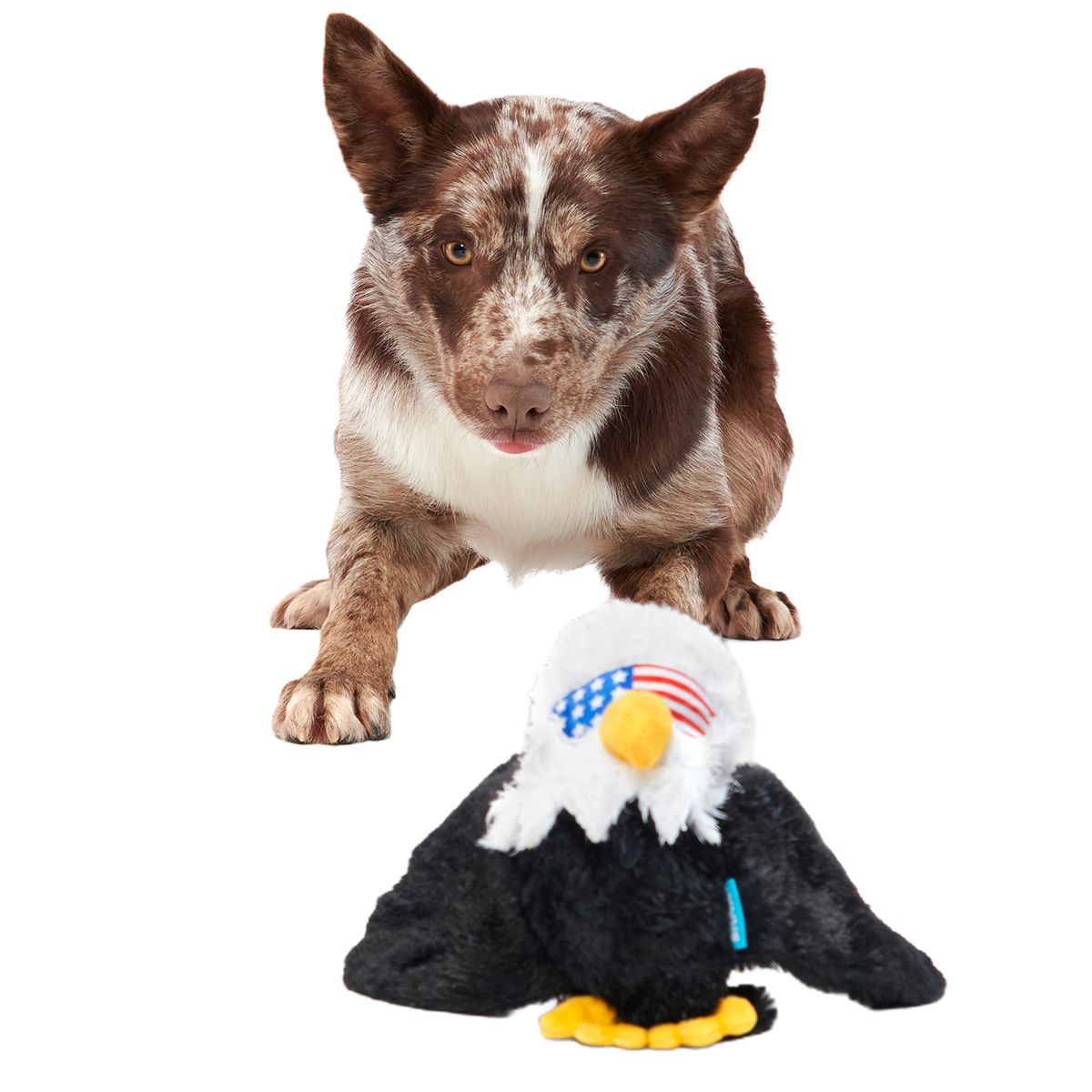 Bold Eagle Plush Tug Dog Toy