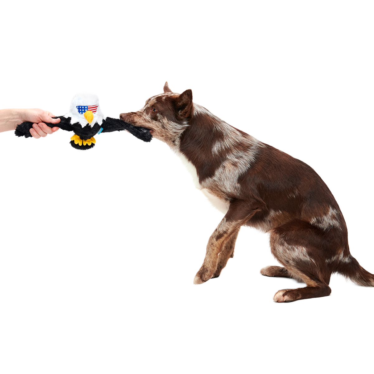 Bold Eagle Plush Tug Dog Toy