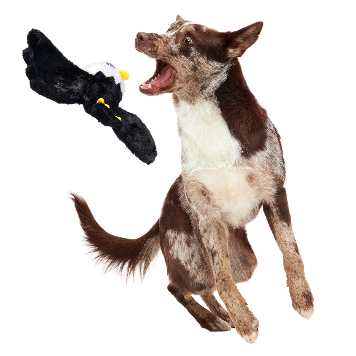 Bold Eagle Plush Tug Dog Toy
