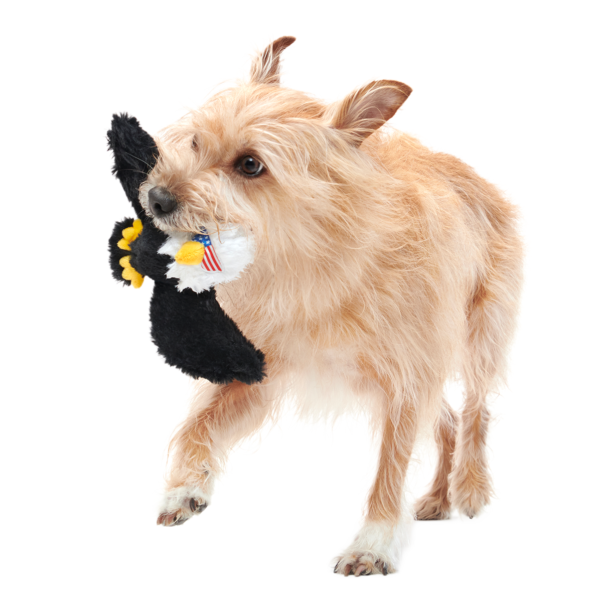Bold Eagle Plush Tug Dog Toy