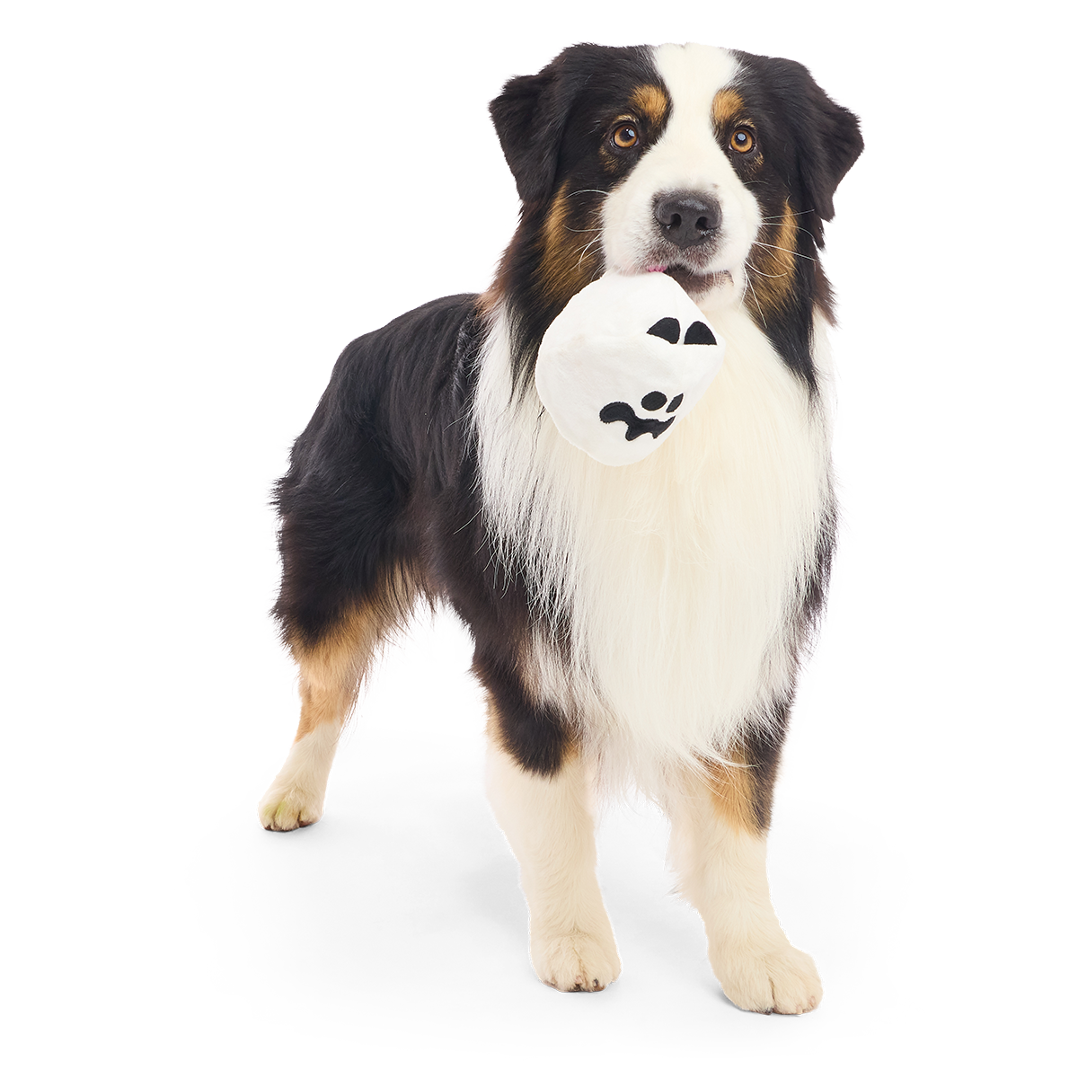 Boo Bee Super Chewer Durable 2-in-1 Dog Toy