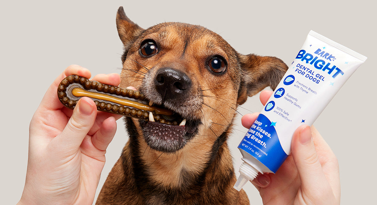 Dogs eat shops toothpaste