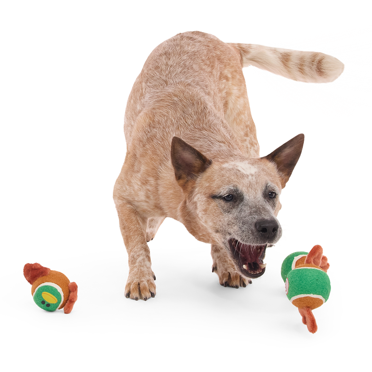 Tennis Ball Club, 3 Squeaky Monthly Tennis Ball Dog Toys