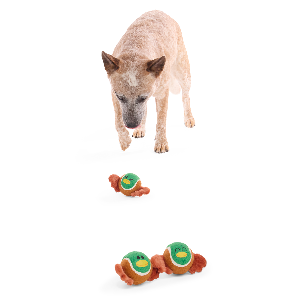 Tennis Ball Club, 3 Squeaky Monthly Tennis Ball Dog Toys