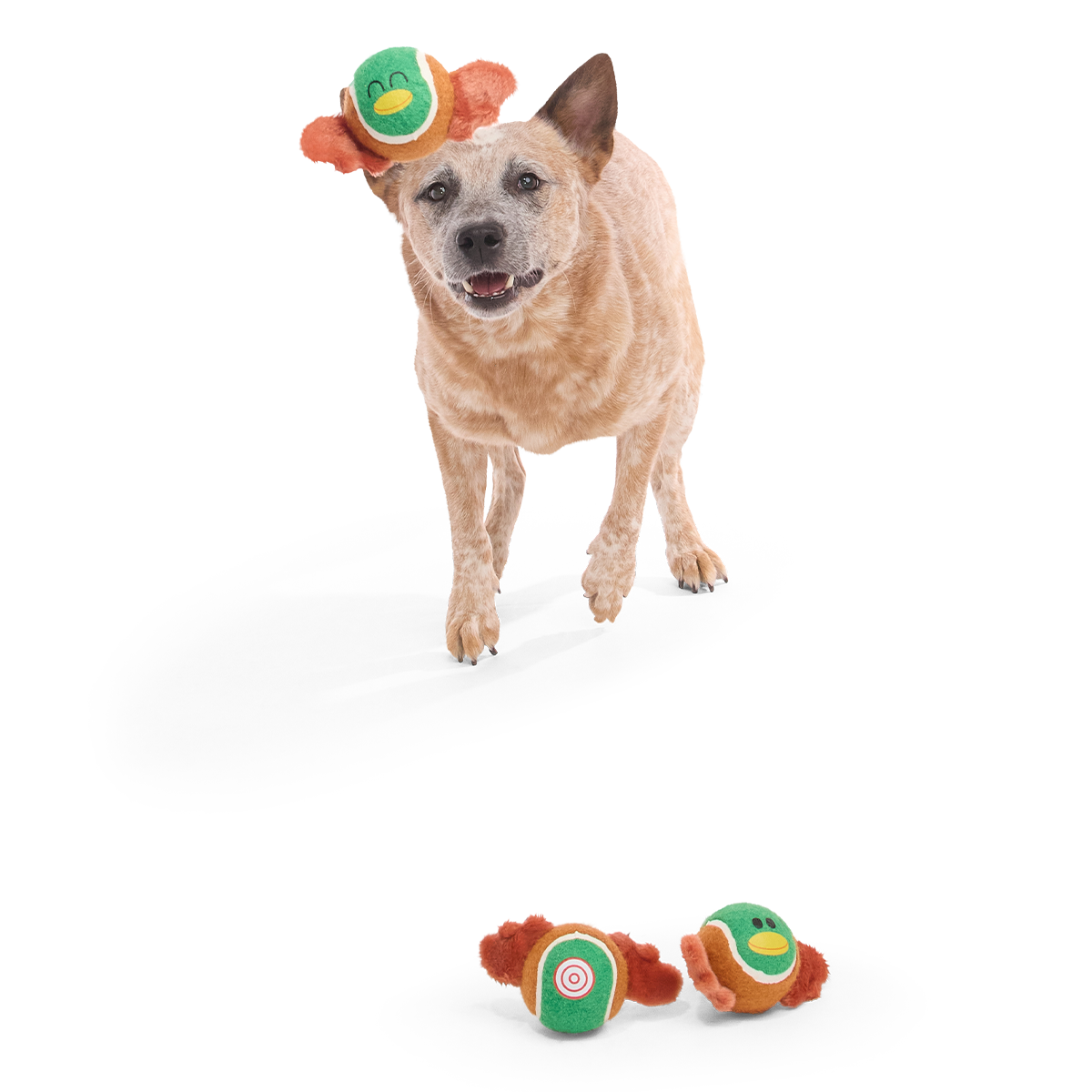 Tennis Ball Club, 3 Squeaky Monthly Tennis Ball Dog Toys