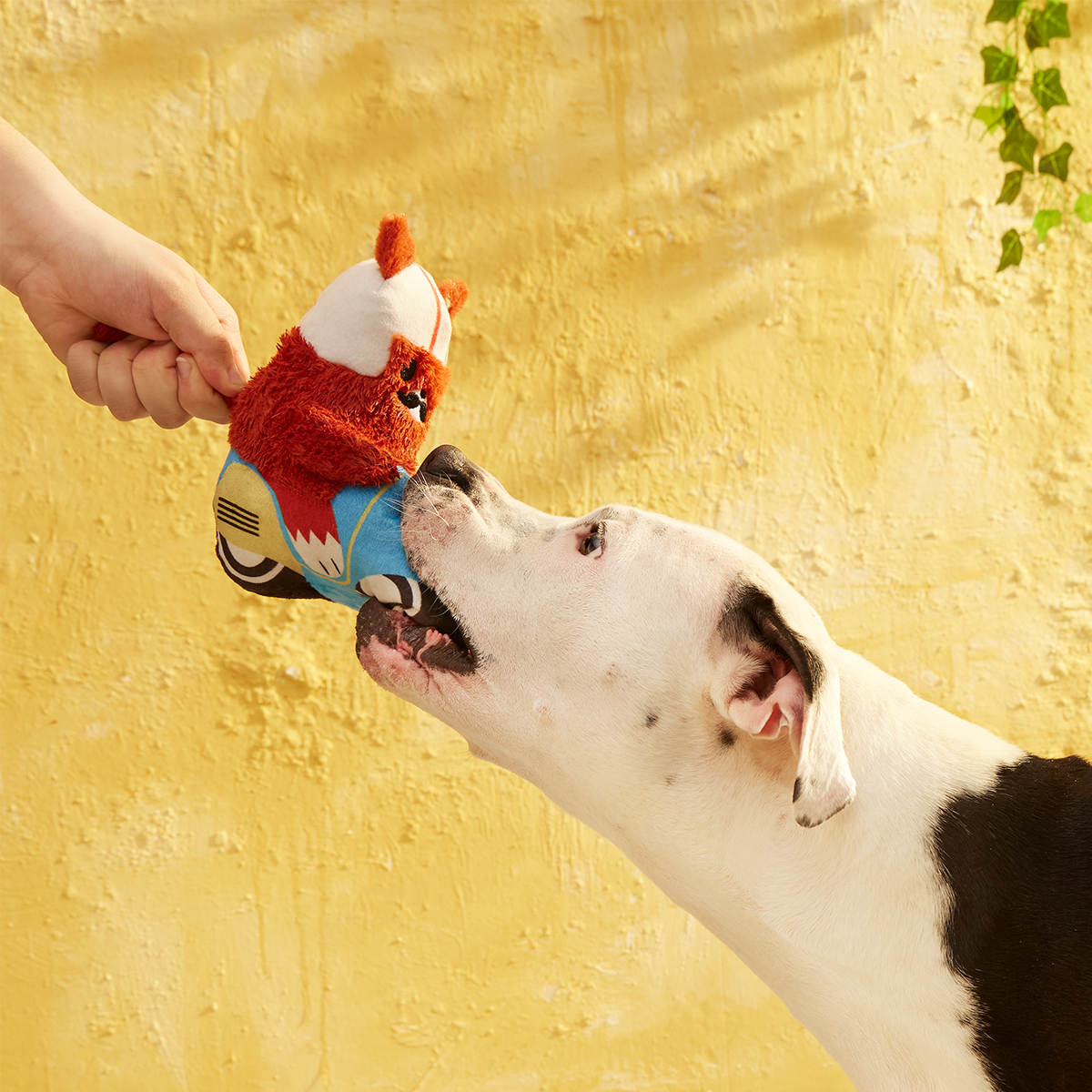Buona Squirrela Plush Tug Dog Toy
