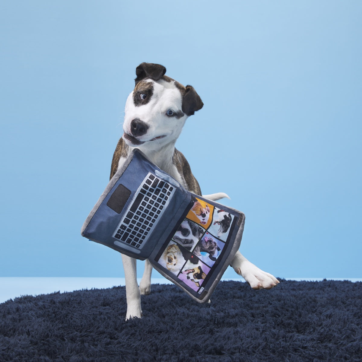 Zoomies With My Hoomies