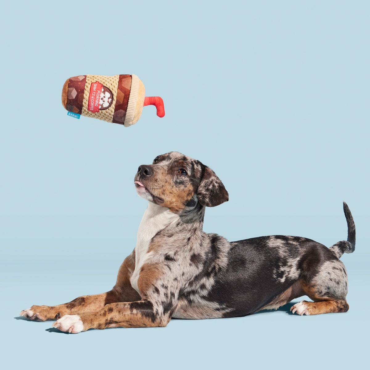 Cold Chew Coffee Plush Tug Dog Toy