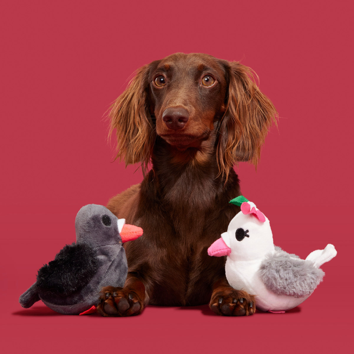 Coo Amore Plush Multi-Part + Tug Dog Toy