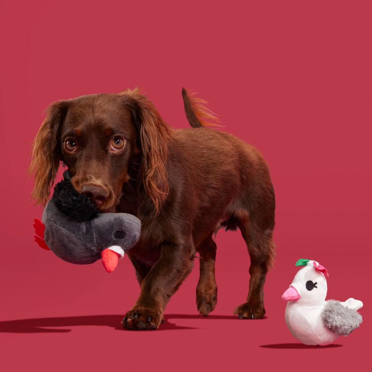 Coo Amore Plush Multi-Part + Tug Dog Toy