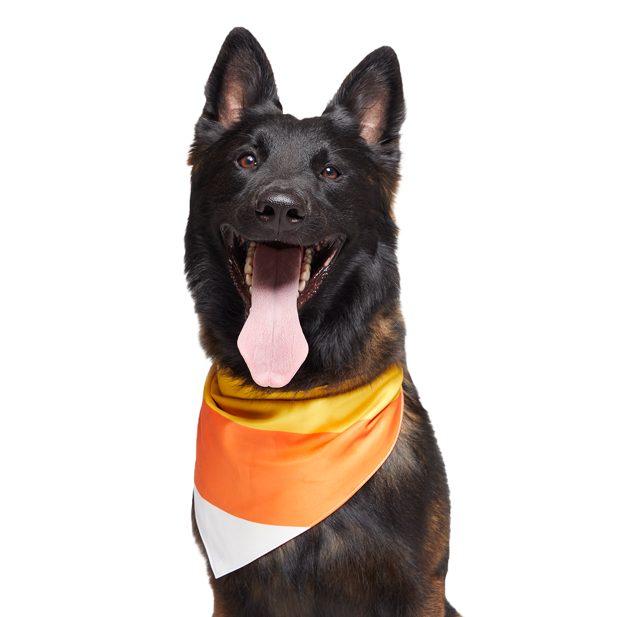 Candy Corn Dog Bandana