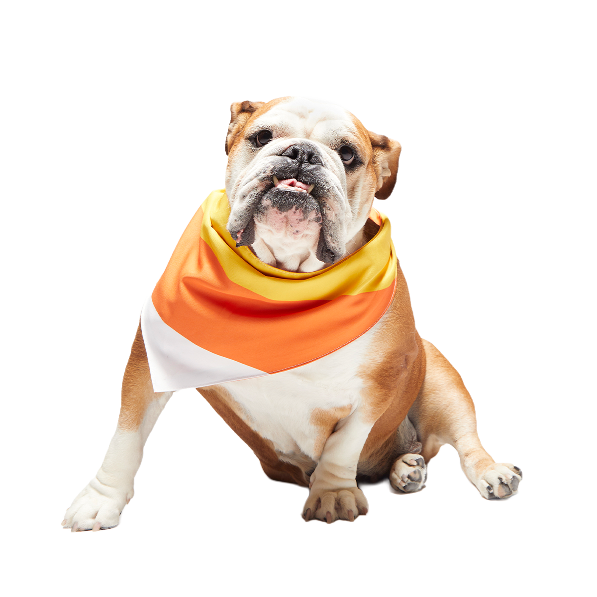 Candy Corn Dog Bandana