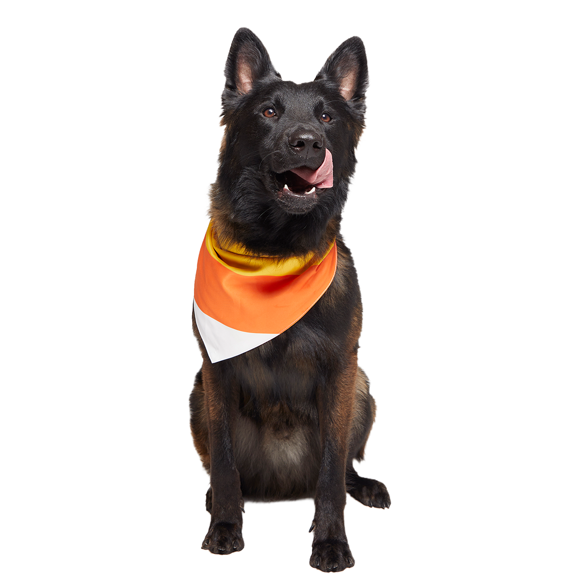 Candy Corn Dog Bandana