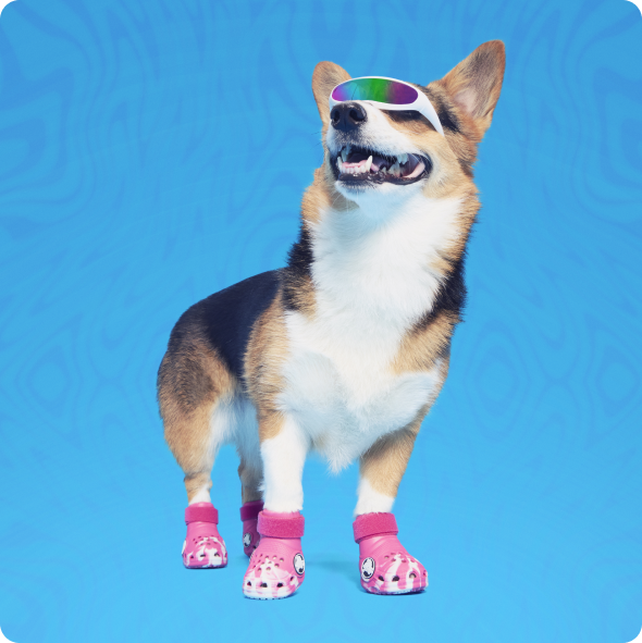 corgi wearing pink crocs