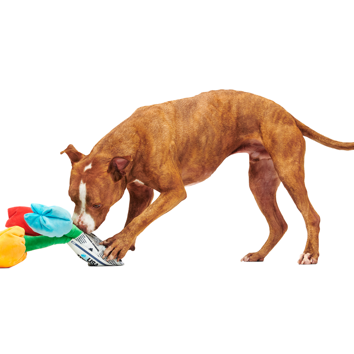 Cheer Up Boopquet Plush Tug + Multi-Part + Enrichment Dog Toy