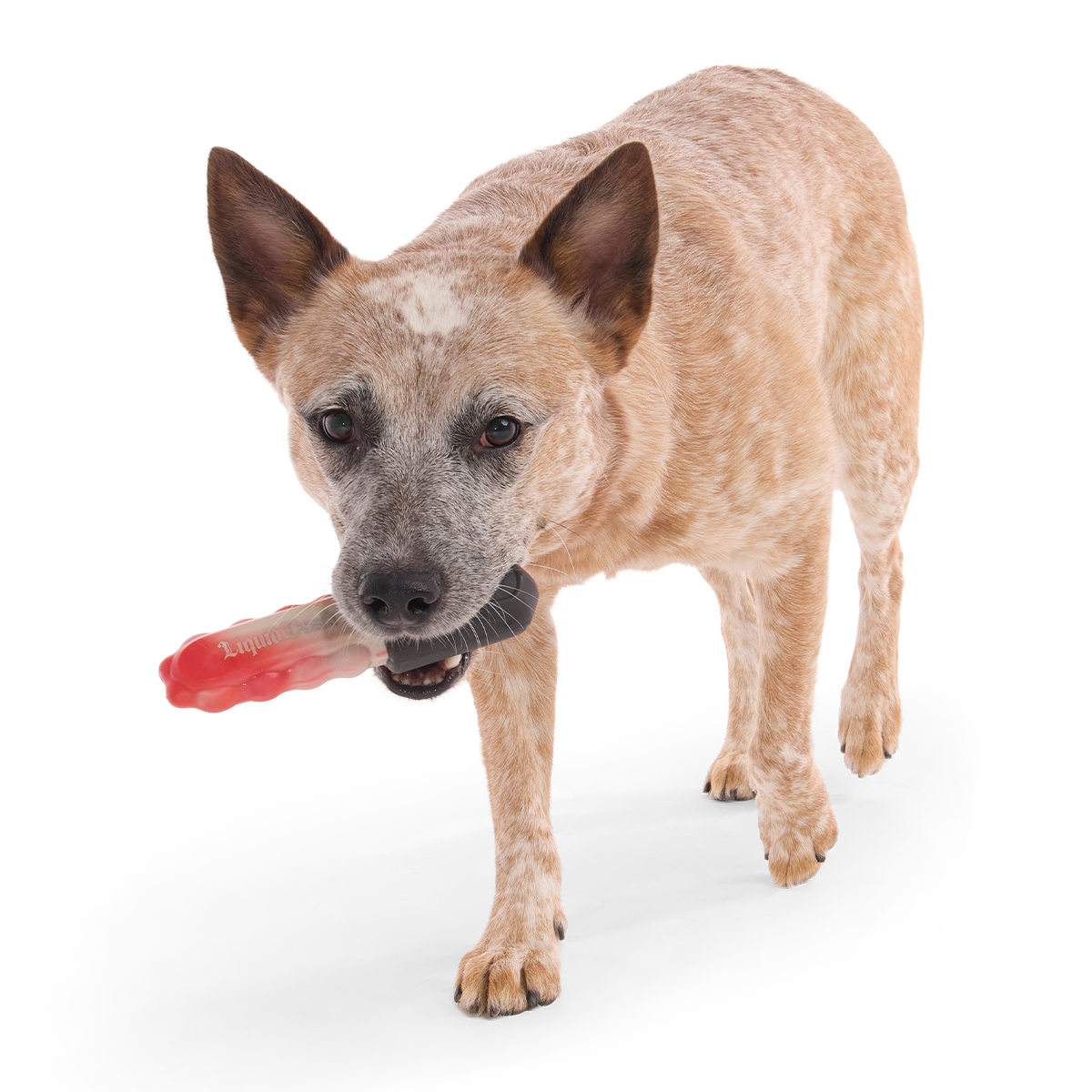 Chewy Chainsaw Super Chewer Durable Gnaw Dog Toy