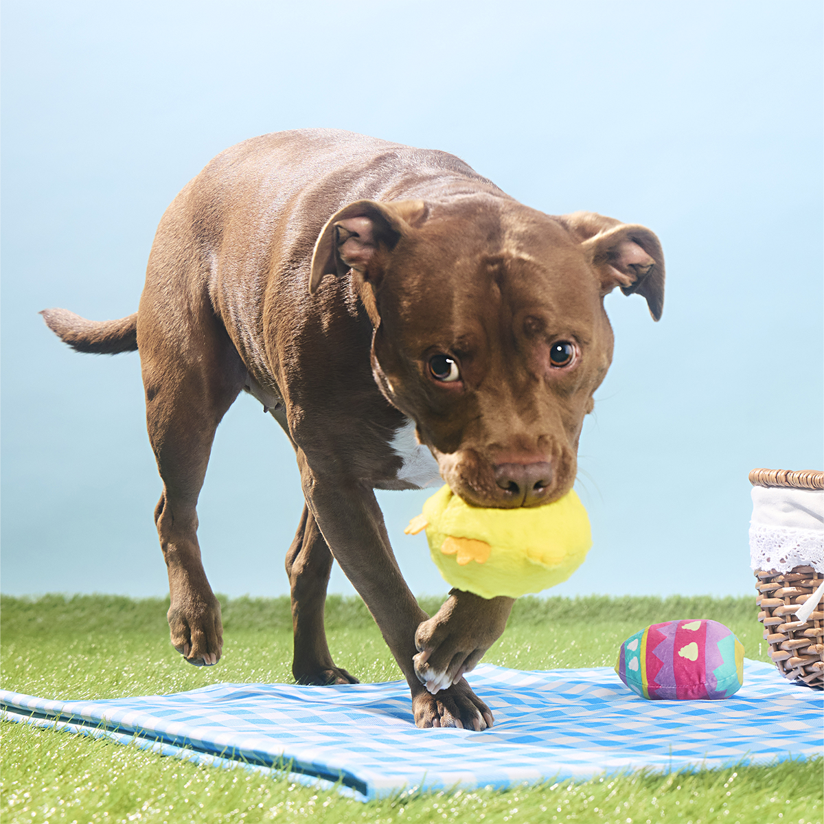 Chickie Poo Plush Multi-Part + Fetch Dog Toy